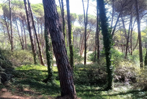 Imagen 7 de 12 de Impresionante Lote En Cariló
