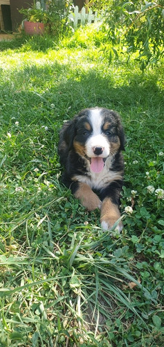 Cachorra Boyero De Berna Inscrita