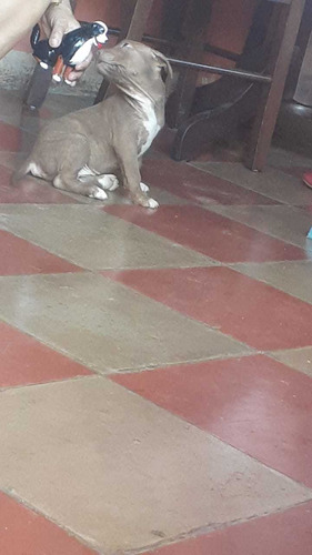Imagen 1 de 2 de Vendo Perrita Pitbull De 2 Meses