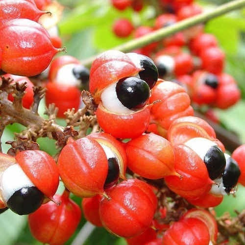 Imagem 2 de 6 de Kit 2 Mudas De Guaraná Verdadeiro 40cm + Brinde Belas Mudas