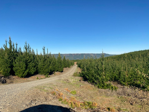 Predio Forestal En Constitución, Regeneración Plan De Manejo