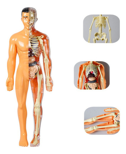 28,5 Cm De Anatomía Humana Torso Esqueleto Modelo Juguete | Cuotas sin  interés
