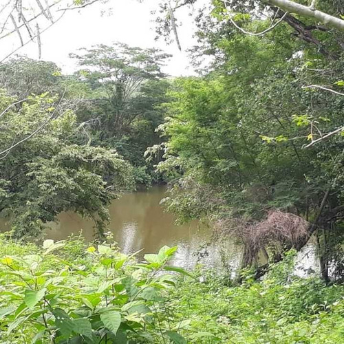 Imagen 19 de 20 de Finca Productiva Para Cria De Porcinos En Parapara De Ortiz