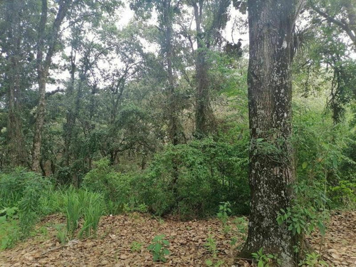 Imagen 9 de 10 de Terreno En Venta Los Alcanfores