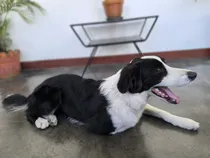 Comprar Border Collie , Se Busca Macho Para La Monta.
