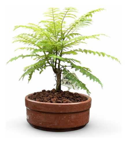 Bonsai Jacaranda N2 8 Años 25cm En Maceta Cultivo Esmaltada