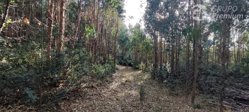 Predio Forestal Y Parcelas En Venta En Arauco