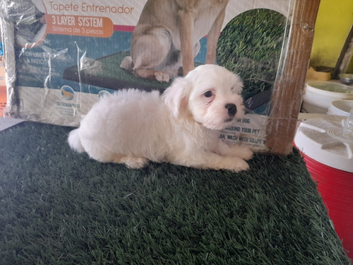 Imagen 2 de 4 de Precios Cachorros Shih Poo