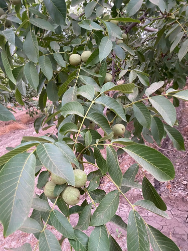 Venta Terreno Agricola, El Peumo , Calle Larga  , Los Andes