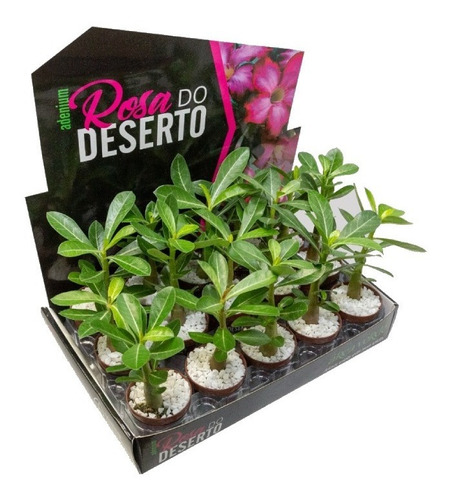 15 Muda De Rosa Do Deserto Planta Fácil Cultivo Alta Qualida