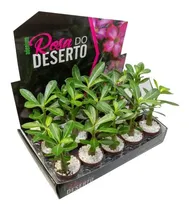 Comprar 15 Mudas De Rosa Do Deserto Dobradas Triplas Simples 
