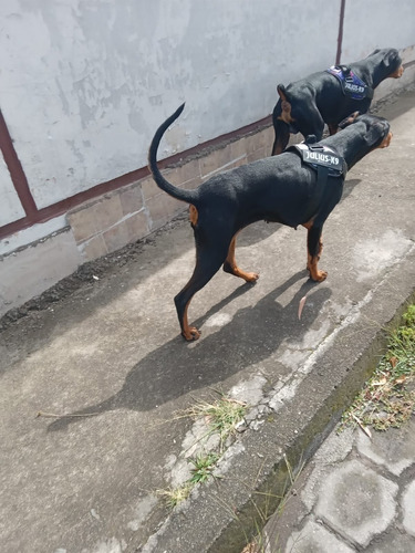 Perro Doberman Negro Fuego