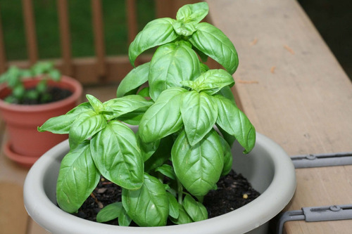 30 Sementes De Manjericão Genoves - Genovese Basil Italiano