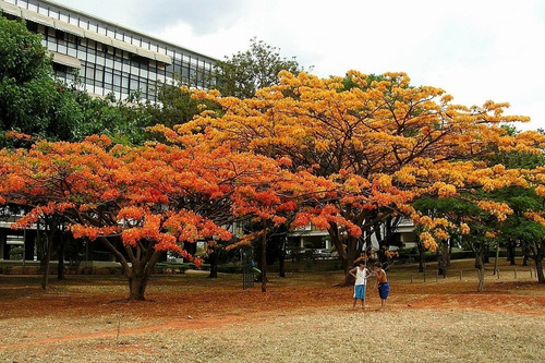 Imagem 4 de 5 de Kit 50 Sementes De Flamboyant Vermelho E Amarelo - Acácia