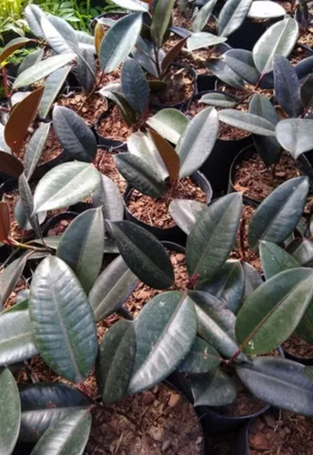 Planta Ficus Cabernet - Gomero
