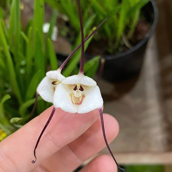 Drácula Lotax Orquídea Exótica Cara De Macaco Coleção Rara