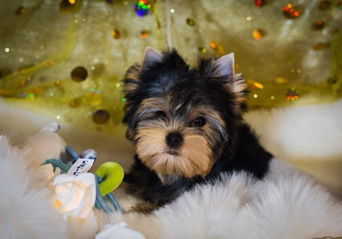 Imagen 3 de 4 de Yorkshire Terrier Macho Sangre Russa 100%