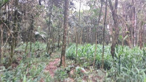 Ótimo Sítio No Jardim Mambu, Em Itanhaém