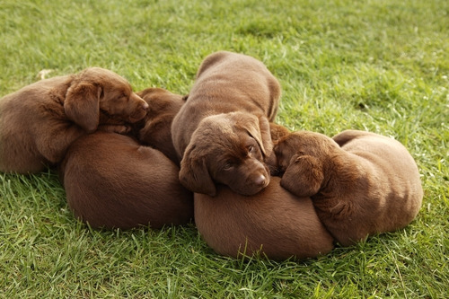 Cachorros Labrador Criadero Premium Rural En La Plata