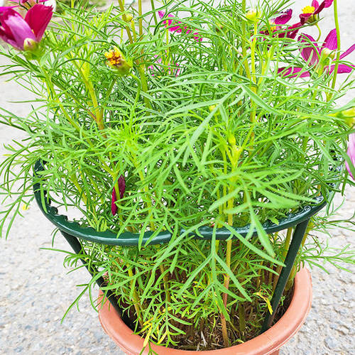 Estacas De Soporte Para Plantas, Soporte Para Plantas En Mac