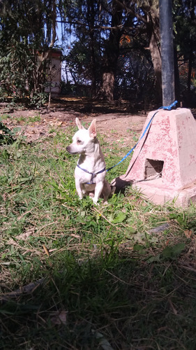 Machos Chihuahua 8 Meses. Blanco