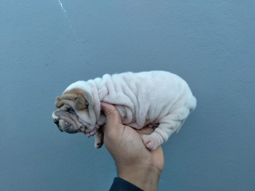 Imagem 1 de 5 de Filhotes De Sharpei Chinês Lindos E Vermífugados.