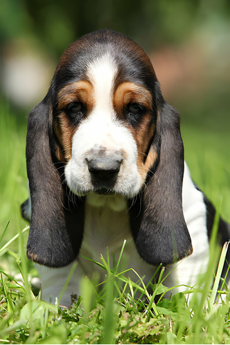 Perros Basset Hound Cachorros Disponibles Mascotas Puppy Pet