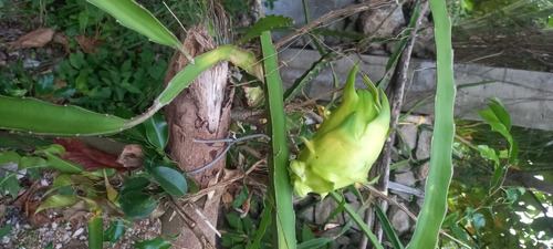 Imagen 1 de 10 de 150 Esquejes De Pitahaya Amarrilla Y H.andatus Golden