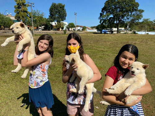 Imagem 2 de 5 de Akita