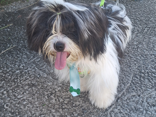 Cachorro Shih Tzu + Lhasa Apso. Macho