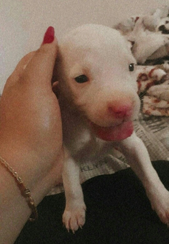 Filhote De Dogo Argentino