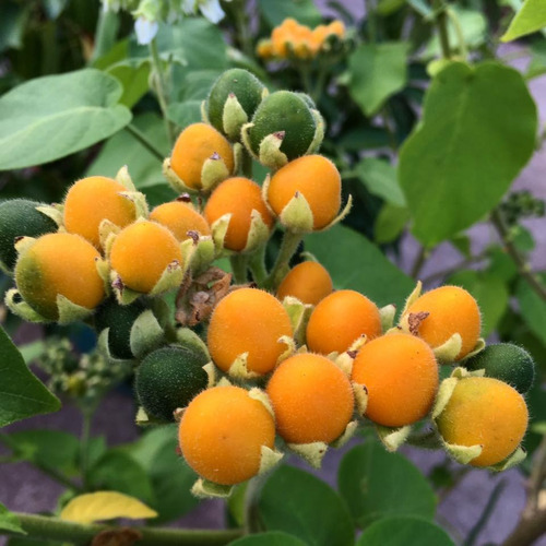 Sementes De Mini Tamarilho Amarelo Tomate De Árvore Anão