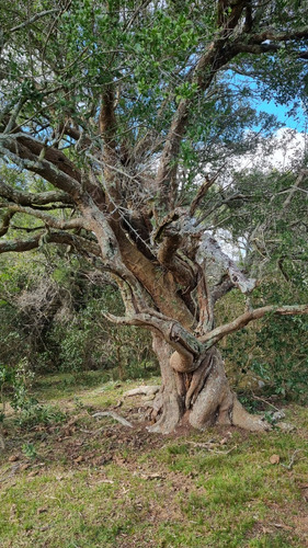 Oportunidad Chacras 5 Hectareas En Maldonado. Sierras De Aigua, Ruta 109. Con Arroyo, Cañadas, Monte Nativo.