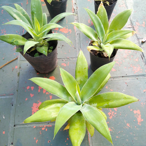 Agave Attenuata