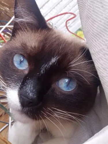 Gato En Adopción Siamés