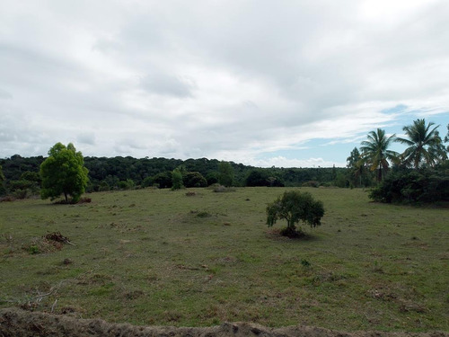 Terreno 29.500 Metros Pertinho Da Praia Com Rio E Linda Mata. Escriturado - Cumuruxatiba - Preço De Ocasião!