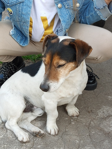 Imagen 1 de 5 de Jack Russell Servicio De Monta