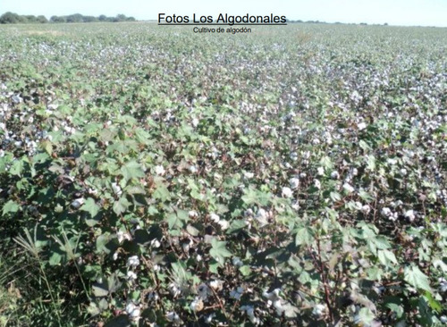 Imagen 2 de 11 de Vendo 30000 Hectáreas En Santa Fe