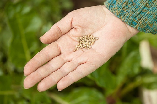 Semillas Organicas De Espinaca X1gramo