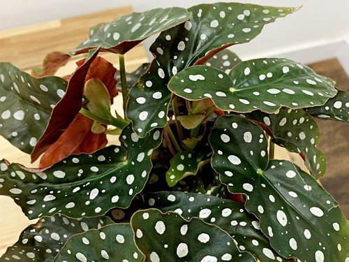 Begonia Maculata Adulta Planta Natural Exótica | Parcelamento sem juros