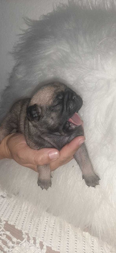 Imagem 3 de 5 de Lindos Filhotes De Pug Raça Pura À Disposição Tenho 3 Fêmeas