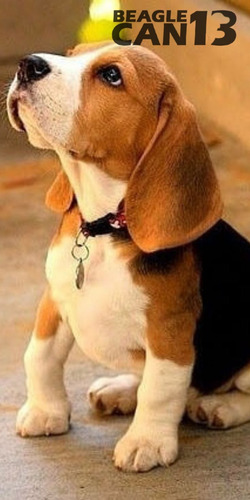 Cachorro Beagle 007