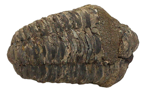 Fosil De Trilobite Piedra 100% Natural 300 Quilate $ 350.000