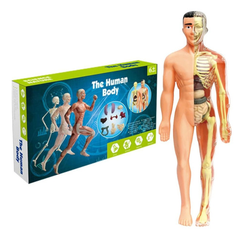 Anatomix Esqueleto Y Órganos Del Cuerpo Humano Interactivo