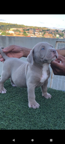 Vendo Filhotes De Pit Monster