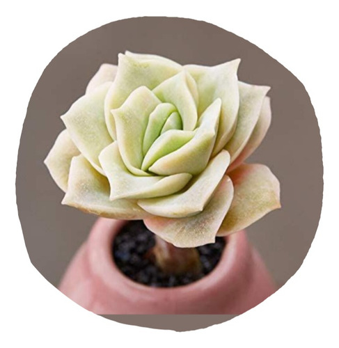 Echeveria Lovely Rose Pote 9