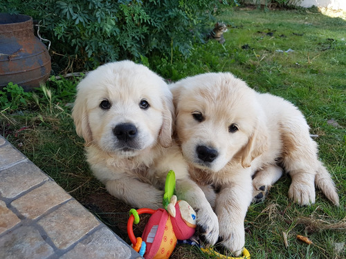 Cachorros Golden Retriever Sanos Y Adorables 100% Puros