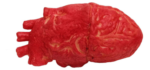 Látex De Látex Falso Con Forma De Corazón Humano, Tamaño Nat