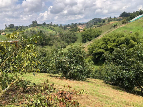 Imagen 8 de 23 de Encantadora Finca Aguacatera En Venta Marinilla
