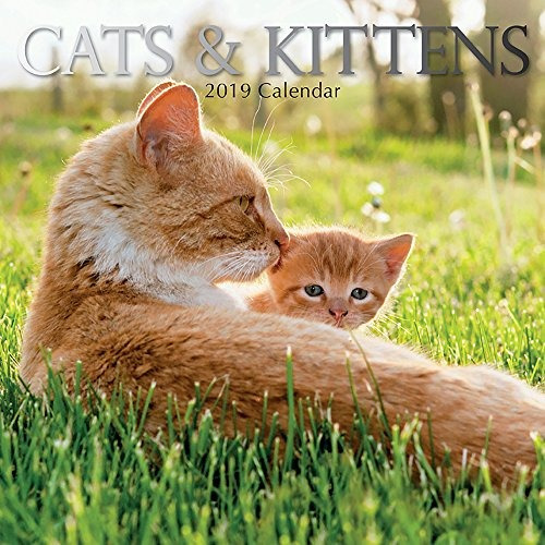 Gatos Y Gatitos Calendario 2019